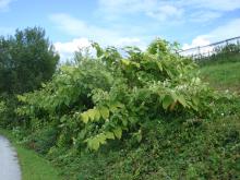 Fallopia sachalinensis © Swen Follak