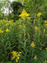 Solidago gigantea