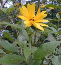 Helianthus-tuberosus BOTANIK IM BILD / http://flora.nhm-wien.ac.at