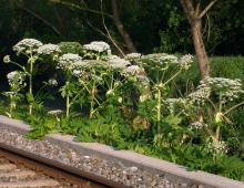 Heracleum mantegazzianum © BOTANIK IM BILD / http://flora.nhm-wien.ac.at