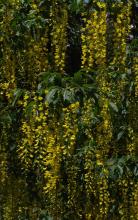 Laburnum alpinum © BOTANIK IM BILD / http://flora.nhm-wien.ac.at