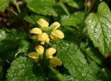 Lamium galeobdolon © Sten Porse via wikipedia – CC BY 3.0