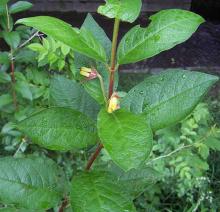 Lonicera involucrata © BOTANIK IM BILD / http://flora.nhm-wien.ac.at