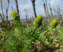 Matricaria discoidea © BOTANIK IM BILD / http://flora.nhm-wien.ac.at