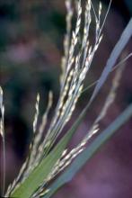 Panicum dichotomiflorum © Public domain