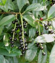 Prunus laurocerasus BOTANIK IM BILD / http://flora.nhm-wien.ac.at