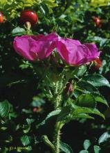 Rosa rugosa BOTANIK IM BILD / http://flora.nhm-wien.ac.at