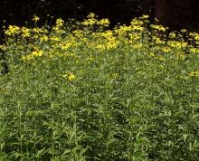 Rudbeckia laciniata © BOTANIK IM BILD / http://flora.nhm-wien.ac.at