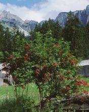 Sambucus racemosa © BOTANIK IM BILD / http://flora.nhm-wien.ac.at