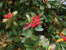 Sorbus mougeotii © MPF via wikipedia – CC BY 3.0