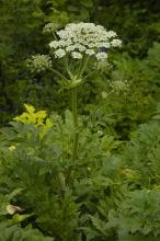 Heracleum persicum © Public Domain - Released by KEBman/via wikipedia - CC