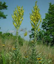 Verbascum speciosum © BOTANIK IM BILD / http://flora.nhm-wien.ac.at