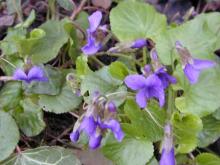 Viola odorata © BOTANIK IM BILD / http://flora.nhm-wien.ac.at