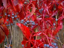 Parthenocissus quinquefolia © IKAl via wikipedia - CC BY 3.0