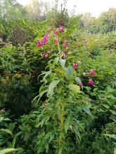 Impatiens glandulifera