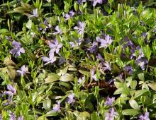 Vinca minor © BOTANIK IM BILD / http://flora.nhm-wien.ac.at