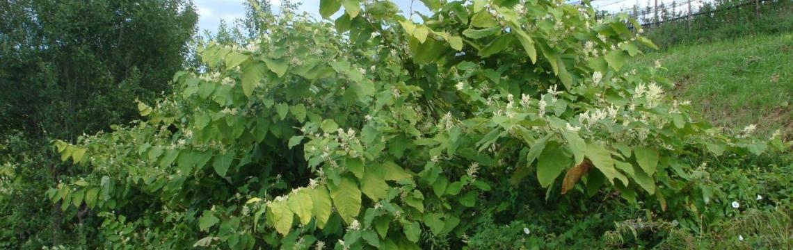 Fallopia sachalinensis