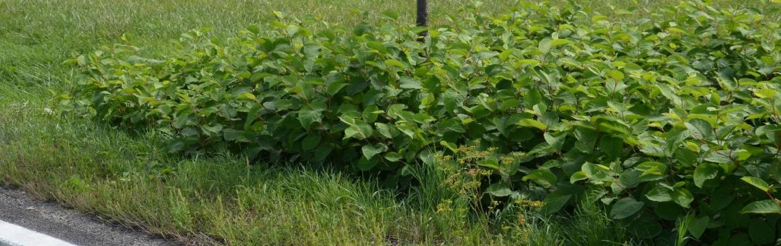 Fallopia sp