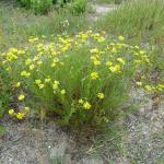 Senecio inaequidens © Swen Follak