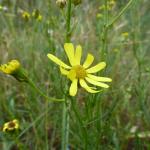 Senecio inaequidens © Swen Follak