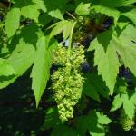 Acer pseudoplatanus © BOTANIK IM BILD / http://flora.nhm-wien.ac.at