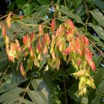 Seeds of Ailanthus altissima © BOTANIK IM BILD / http://flora.nhm-wien.ac.at