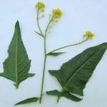 Bunias orientalis © BOTANIK IM BILD / http://flora.nhm-wien.ac.at