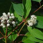 Cornus sericea © BOTANIK IM BILD / http://flora.nhm-wien.ac.at