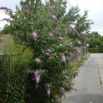 Buddleja davidii along a narrow road © Swen Follak