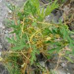 Cuscuta campestris © Swen Follak