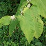 Flowering Fallopia sachalinensis © Swen Follak