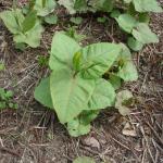 Young plants (close up) of Fallopia sachalinensis © Swen Follak