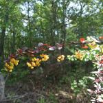 Flowers of Berberis thunbergii © Swen Follak