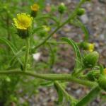 Dittrichia graveolens © BOTANIK IM BILD / http://flora.nhm-wien.ac.at