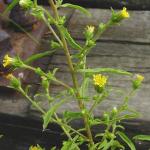 Dittrichia graveolens © BOTANIK IM BILD / http://flora.nhm-wien.ac.at