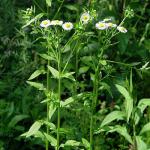 Erigeron annuus BOTANIK IM BILD / http://flora.nhm-wien.ac.at