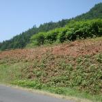 Roadside infested with Fallopia japonica © Swen Follak