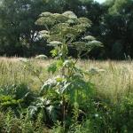 Heracleum mantegazzianum © Swen Follak