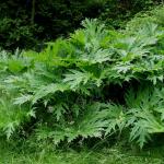 Heracleum mantegazzianum © BOTANIK IM BILD / http://flora.nhm-wien.ac.at