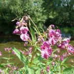 Impatiens glandulifera © Swen Follak