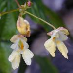 Impatiens parviflora BOTANIK IM BILD / http://flora.nhm-wien.ac.at