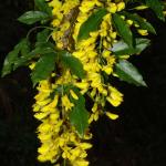 Laburnum alpinum © BOTANIK IM BILD / http://flora.nhm-wien.ac.at