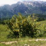 Laburnum alpinum © BOTANIK IM BILD / http://flora.nhm-wien.ac.at