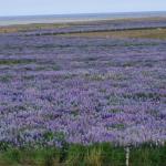 Lupinus nootkatensis © Jutta234/via wikipedia - CC BY 3.0