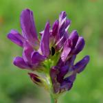 Medicago sativa BOTANIK IM BILD / http://flora.nhm-wien.ac.at 