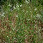 Melilotus albus © BOTANIK IM BILD / http://flora.nhm-wien.ac.at