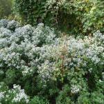 Infested woodland edge next to a road © Swen Follak