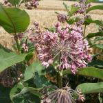 Flower of Asclepias syriaca © Swen Follak