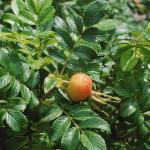 Rosa rugosa BOTANIK IM BILD / http://flora.nhm-wien.ac.at