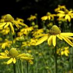 Rudbeckia laciniata © BOTANIK IM BILD / http://flora.nhm-wien.ac.at